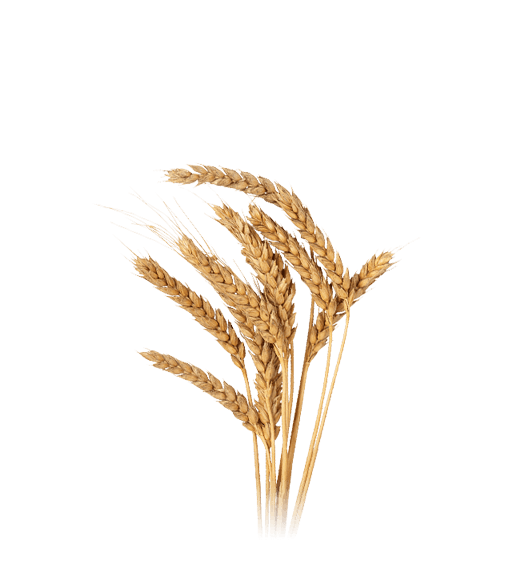 Whisky Kavalan premium de Taiwán – FOTO GERMINACIàN